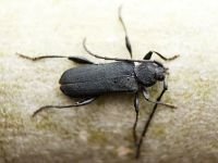 Insecta