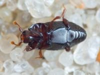 Paromalus parallelepipedus