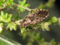 Heterogaster urticae