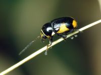 Cryptocephalus (Cryptocephalus) moraei