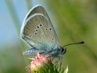 Cyaniris semiargus