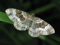 Epirrhoe alternata