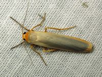 Eilema complana