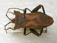 Molipteryx fuliginosa