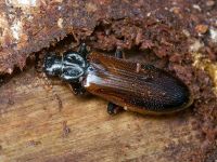 Pytho depressus
