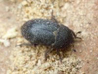Dermestes (Dermestinus) laniarius