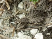 Coranus contrarius
