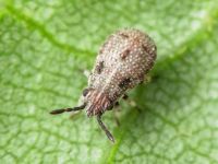 Rhopalidae