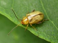 Aphthona lutescens