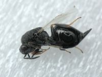 Eurytomidae