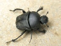 Gymnopleurus geoffroyi