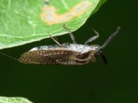 Dictyonota strichnocera