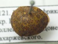 Sphaerocoris testudogrisea
