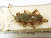 Henestaris halophilus