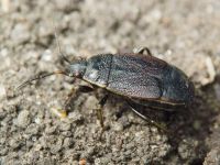 Pyrrhocoris marginatus