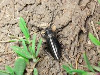 Dorcadion cinerarium