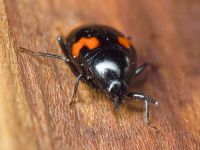 Scaphidium quadrimaculatum
