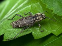 Xylotrechus rusticus