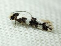 Neurothaumasia ankerella