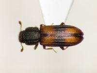 Bitoma crenata