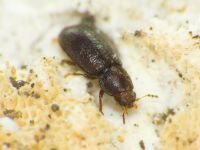 Cis rugulosus
