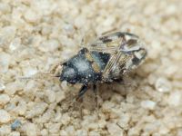 Pionosomus opacellus