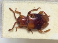 Lycoperdina succincta