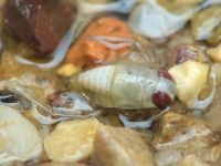Corixidae