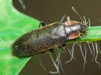 Phryganophilus auritus