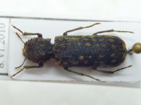 Lichenophanes varius