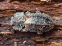 Endophloeus exculptus