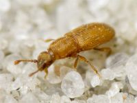 Monotoma quadrifoveolata