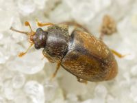 Epuraea melanocephala