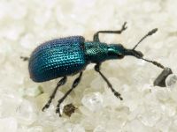 Involvulus (Teretriorhynchites) icosandriae