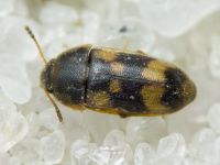 Litargus connexus