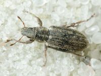 Sitona