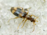 Notoxus trifasciatus