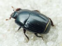 Eblisia minor