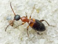Anthelephila pedestris