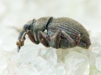 Glocianus distinctus