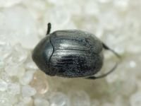 Spermophagus