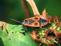 Pyrrhocoris apterus