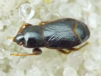 Plinthisus brevipennis