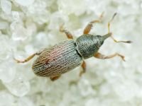 Curculioninae
