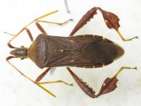 Leptoglossus oppositus