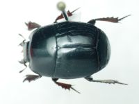 Histeridae