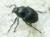 Zacladus geranii