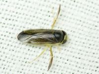 Corixidae