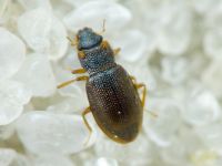 Hydraena (Hydraena) palustris