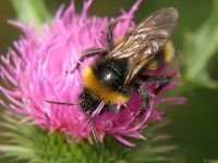 Bombus hortorum